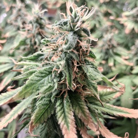 3 Critical Orange Punch growlog photo: 22 30