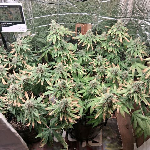 3 Critical Orange Punch growlog photo: 22 30