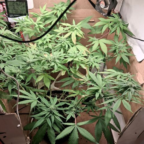 2 Egypto Indian seeds growlog photo: 22.30