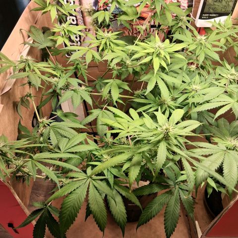 2 Egypto Indian seeds growlog photo: 22.30