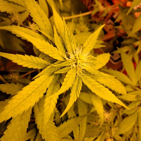 2 Egypto Indian seeds growlog photo: 22.30