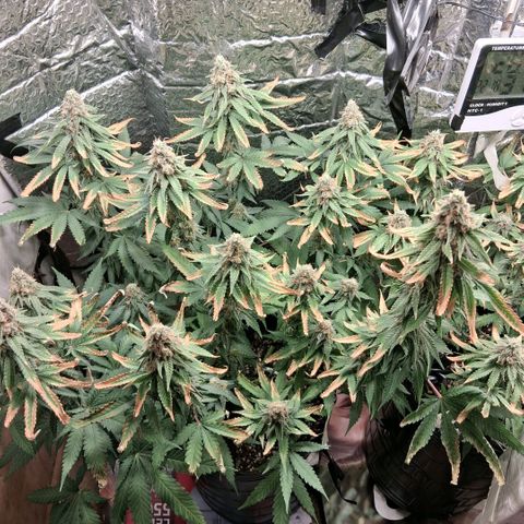 3 Critical Orange Punch growlog photo: 22 30