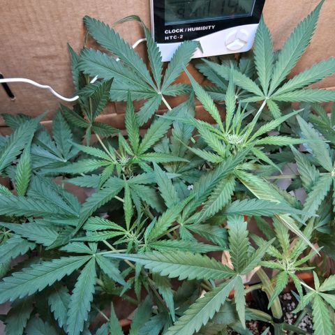 2 Rainbow maker Bsf  growlog photo: 22.30