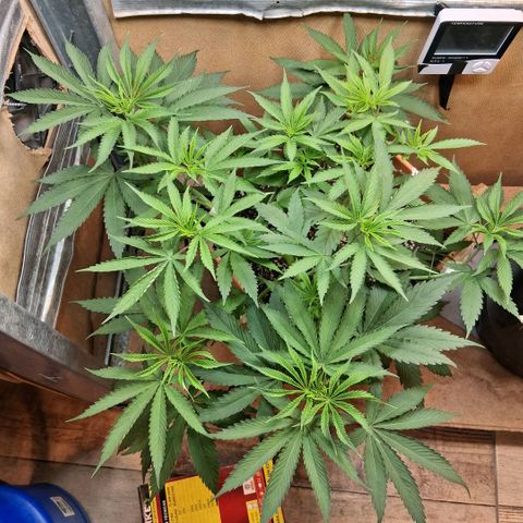 2 Rainbow maker Bsf  growlog photo: 22.30
