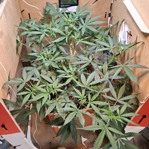 2 Rainbow maker Bsf  growlog photo: 22.30