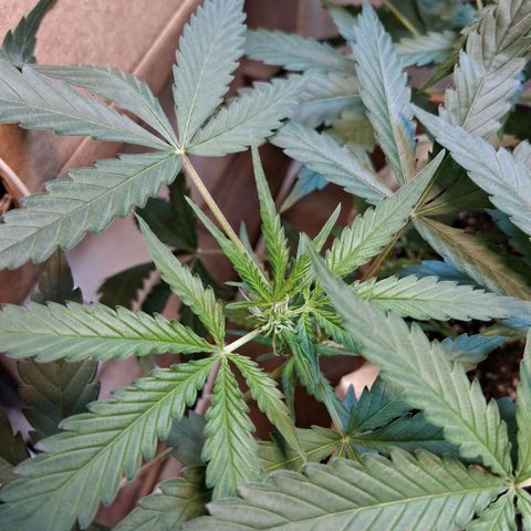 2 Rainbow maker Bsf  growlog photo: 22.30