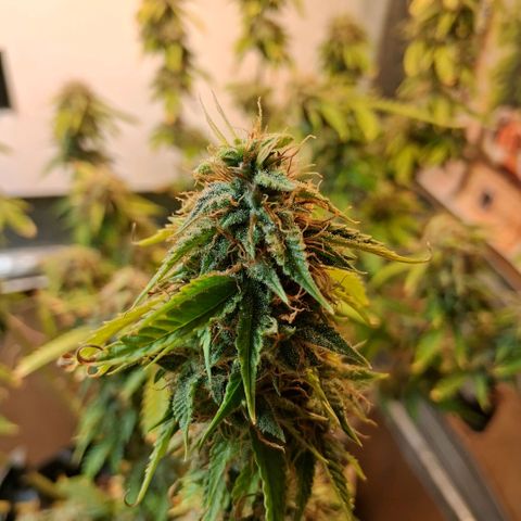 2 Auto Power Plant growlog photo: 22.30 hs