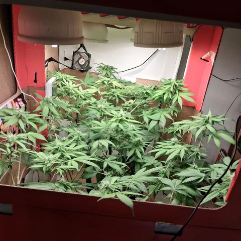2 Egypto Indian seeds growlog photo: 22.30