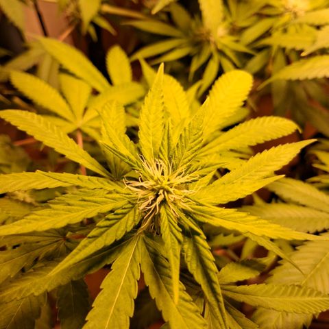2 Egypto Indian seeds growlog photo: 22.30