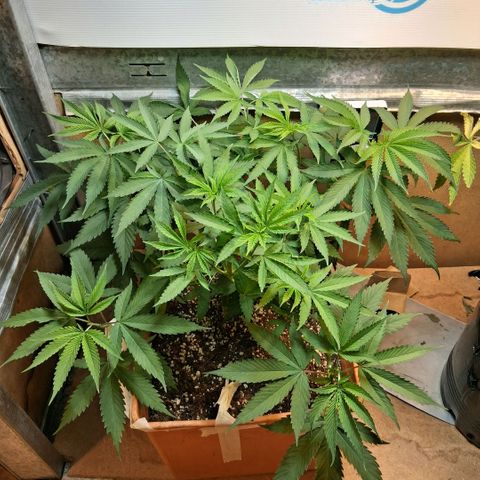 2 Rainbow maker Bsf  growlog photo: 21 hs poda apical 