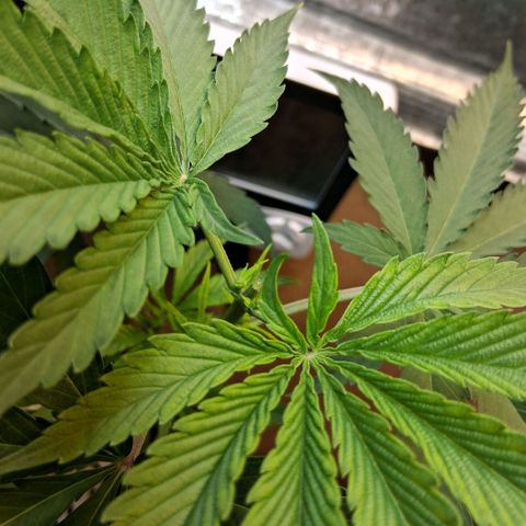2 Rainbow maker Bsf  growlog photo: 21 hs poda apical 