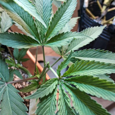 2 Rainbow maker Bsf  growlog photo: 21 hs poda apical 