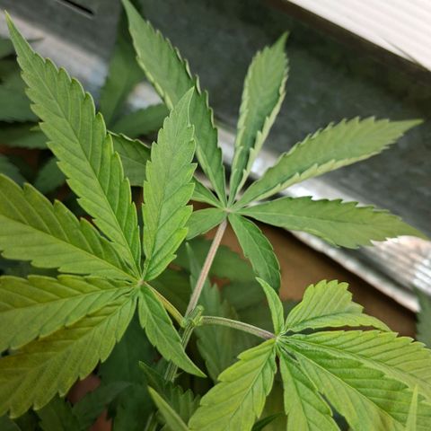 2 Rainbow maker Bsf  growlog photo: 21 hs poda apical 