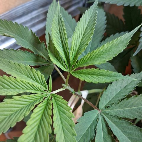 2 Rainbow maker Bsf  growlog photo: 21 hs poda apical 
