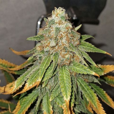 3 Critical Orange Punch growlog photo: 18 hs desp del riego