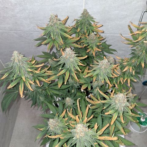 3 Critical Orange Punch growlog photo: 18 hs desp del riego
