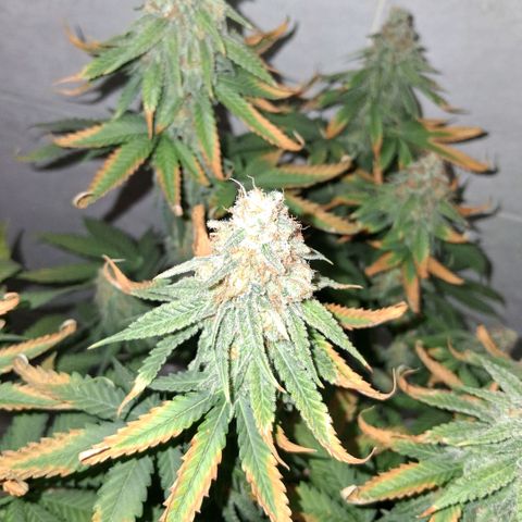 3 Critical Orange Punch growlog photo: 18 hs desp del riego