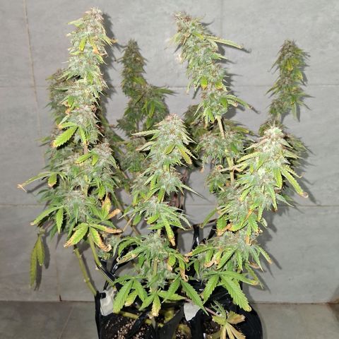 2 Auto Power Plant growlog photo: 18 hs pp 2 lavado de raices realizado