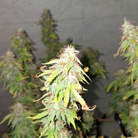 2 Auto Power Plant growlog photo: 18 hs pp 2 lavado de raices realizado