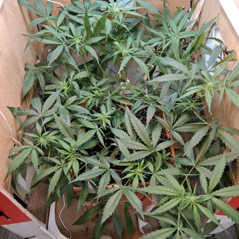 2 Rainbow maker Bsf  growlog photo: 19hs 