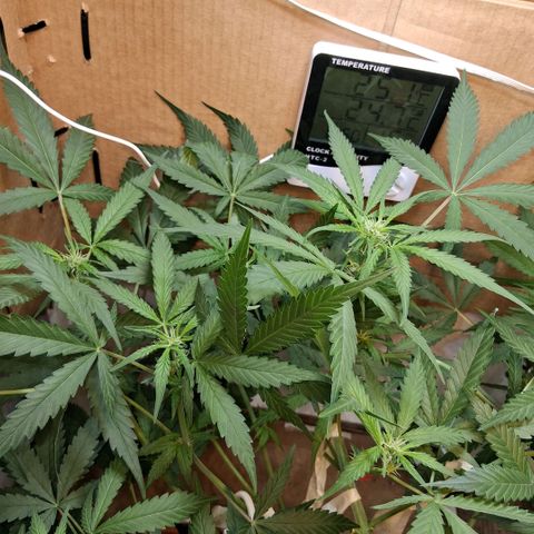 2 Rainbow maker Bsf  growlog photo: 19hs 