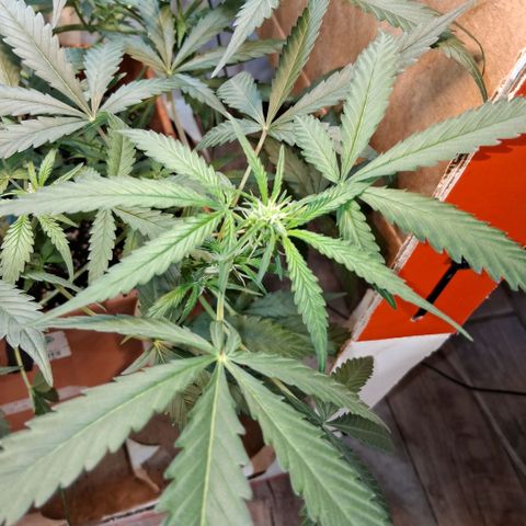 2 Rainbow maker Bsf  growlog photo: 19hs 