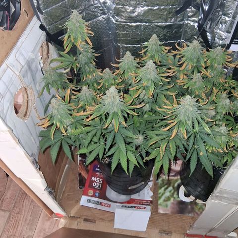 3 Critical Orange Punch growlog photo: 09.00 hs