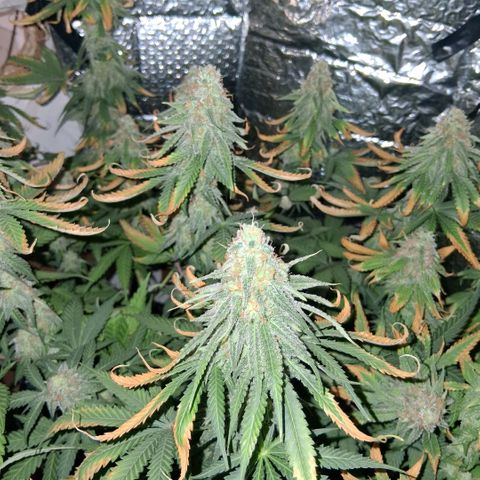 3 Critical Orange Punch growlog photo: 09.00 hs