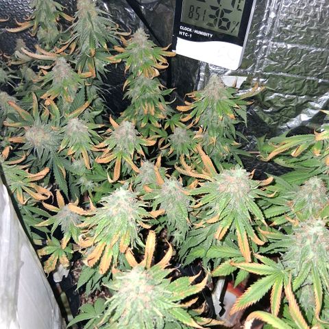 3 Critical Orange Punch growlog photo: 09.00 hs