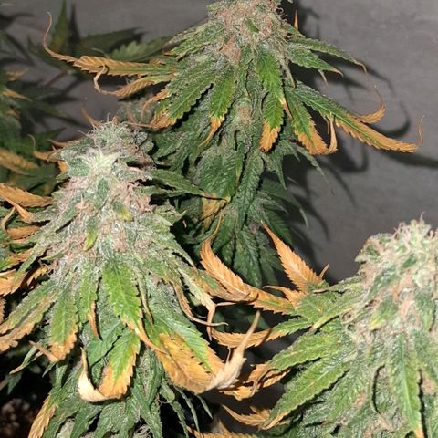 3 Critical Orange Punch growlog photo: 20 hs Cop medio y derecha quedan en ph 6.1 5.8 ec 1.1 1.3