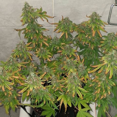 3 Critical Orange Punch growlog photo: 20 hs Cop medio y derecha quedan en ph 6.1 5.8 ec 1.1 1.3