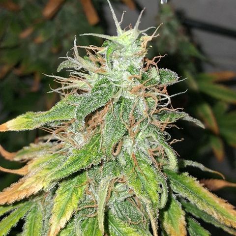 3 Critical Orange Punch growlog photo: 20 hs Cop medio y derecha quedan en ph 6.1 5.8 ec 1.1 1.3