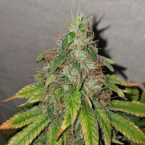 3 Critical Orange Punch growlog photo: 20 hs Cop medio y derecha quedan en ph 6.1 5.8 ec 1.1 1.3