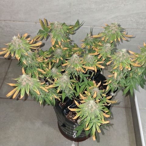3 Critical Orange Punch growlog photo: 20 hs Cop medio y derecha quedan en ph 6.1 5.8 ec 1.1 1.3