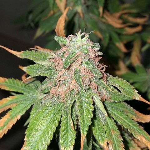 3 Critical Orange Punch growlog photo: 20 hs Cop medio y derecha quedan en ph 6.1 5.8 ec 1.1 1.3