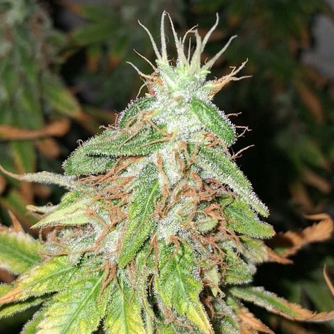 3 Critical Orange Punch growlog photo: 20 hs Cop medio y derecha quedan en ph 6.1 5.8 ec 1.1 1.3