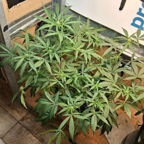 2 Rainbow maker Bsf  growlog photo: 21 hs la auto se cambia de indoor para mas potencia