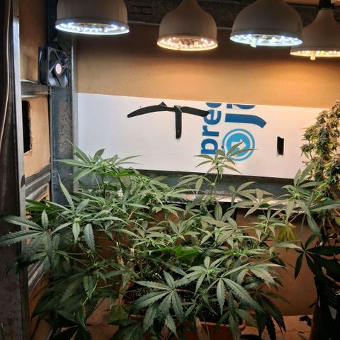 2 Rainbow maker Bsf  growlog photo: 21 hs la auto se cambia de indoor para mas potencia