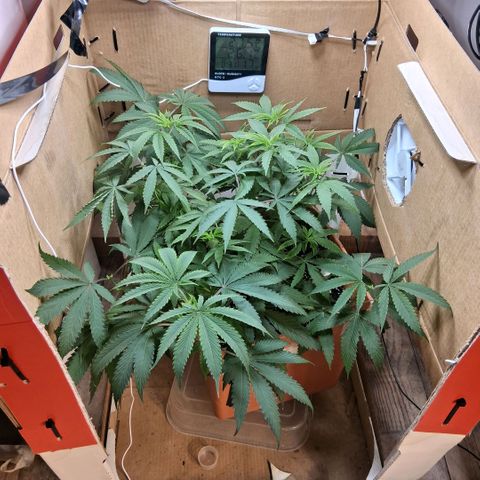 2 Rainbow maker Bsf  growlog photo: 21 hs foto periodica al otro indoor 