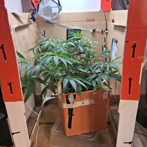 2 Rainbow maker Bsf  growlog photo: 21 hs foto periodica al otro indoor 
