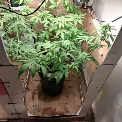 2 Egypto Indian seeds growlog photo: 21 hs egypto desp del riego 