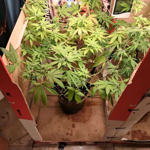 2 Egypto Indian seeds growlog photo: 21 hs egypto desp del riego 