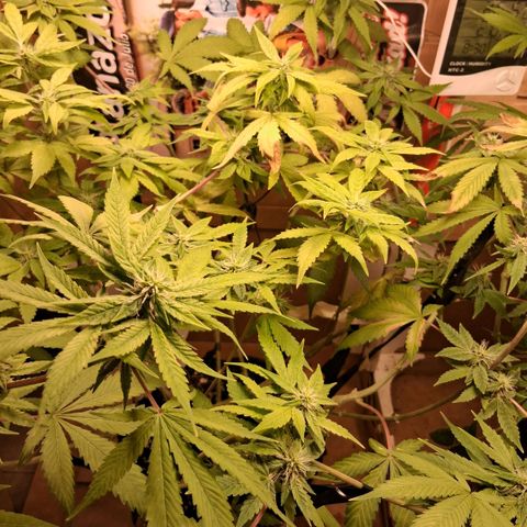 2 Egypto Indian seeds growlog photo: 21 hs egypto desp del riego 