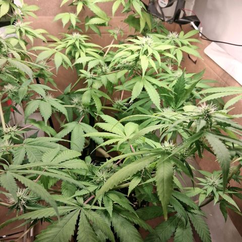 2 Egypto Indian seeds growlog photo: 21 hs egypto desp del riego 