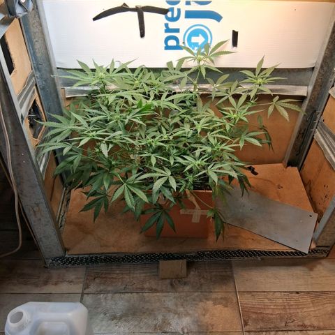 2 Rainbow maker Bsf  growlog photo: 22.30 hs las rainbow auto feliz con las hojas super firmes apuntando a la luz
