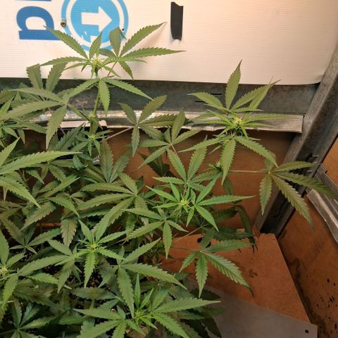 2 Rainbow maker Bsf  growlog photo: 22.30 hs las rainbow auto feliz con las hojas super firmes apuntando a la luz