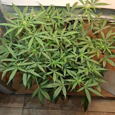 2 Rainbow maker Bsf  growlog photo: 22.30 hs las rainbow auto feliz con las hojas super firmes apuntando a la luz