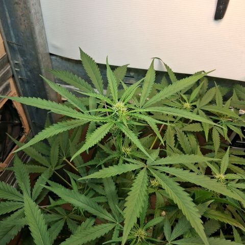 2 Rainbow maker Bsf  growlog photo: 22.30 hs las rainbow auto feliz con las hojas super firmes apuntando a la luz