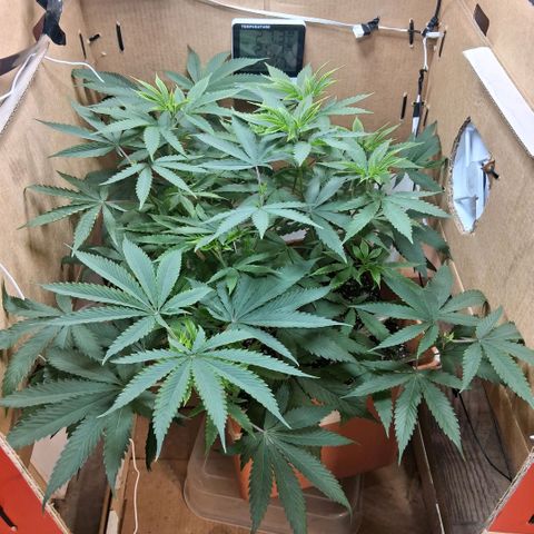 2 Rainbow maker Bsf  growlog photo: 22.30 hs las rainbow auto feliz con las hojas super firmes apuntando a la luz