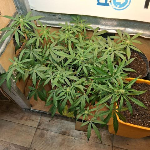 2 Rainbow maker Bsf  growlog photo: 23 hs rainbow auto 3ml de flora booster